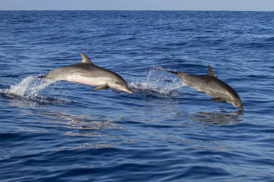 GUERRE EN UKRAINE : Des dauphins russes repérés en Mer Noire