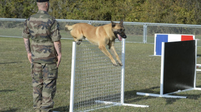 CONCOURS CYNOPHILE : Organisation par le 132e bataillon cynophile de l’armée de Terre d'un championnat international du chien militaire.